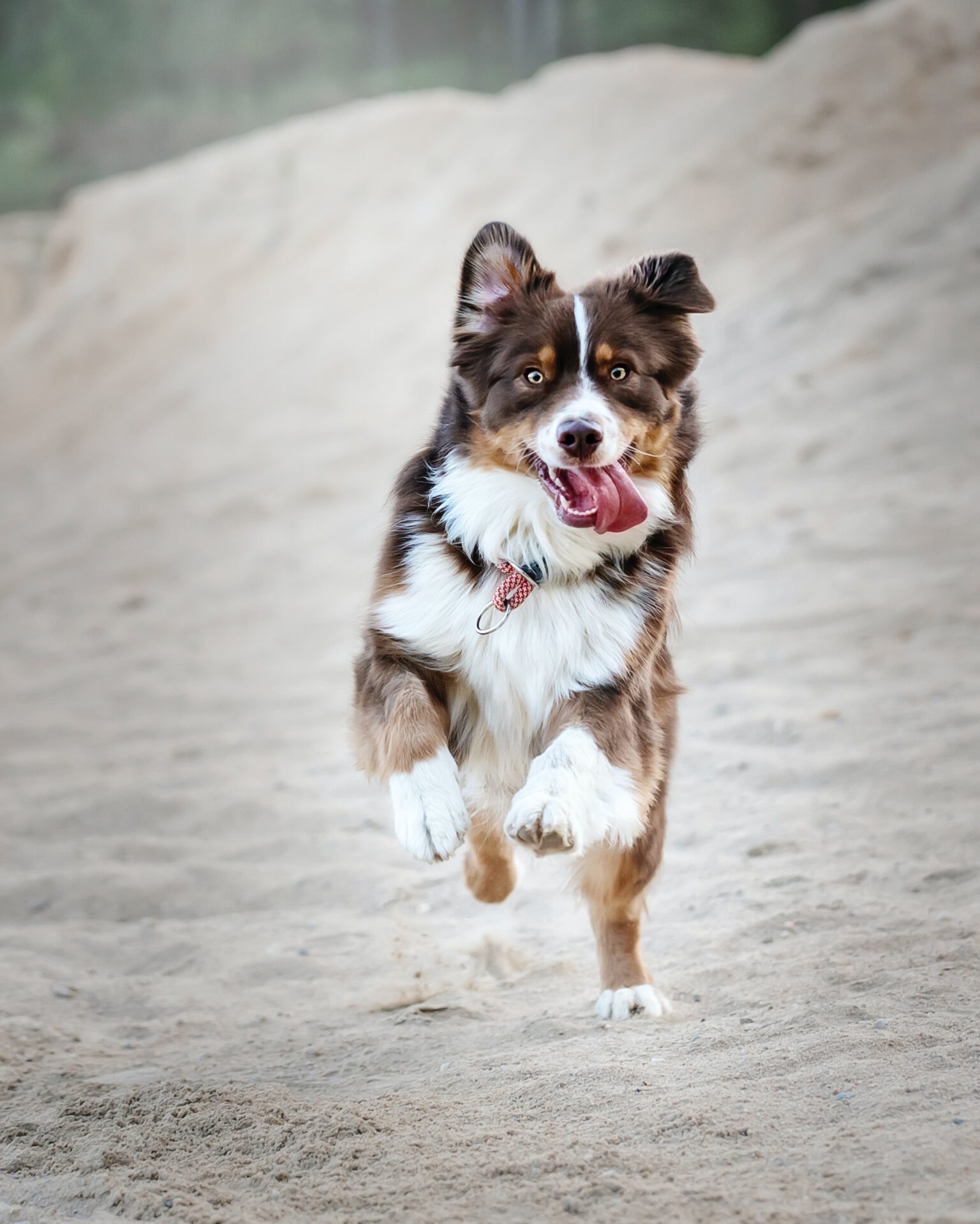 Hundefriseur Salon Bunter Hund – Hundefriseur Nagold josephine menge h7VBJRBcieM unsplash